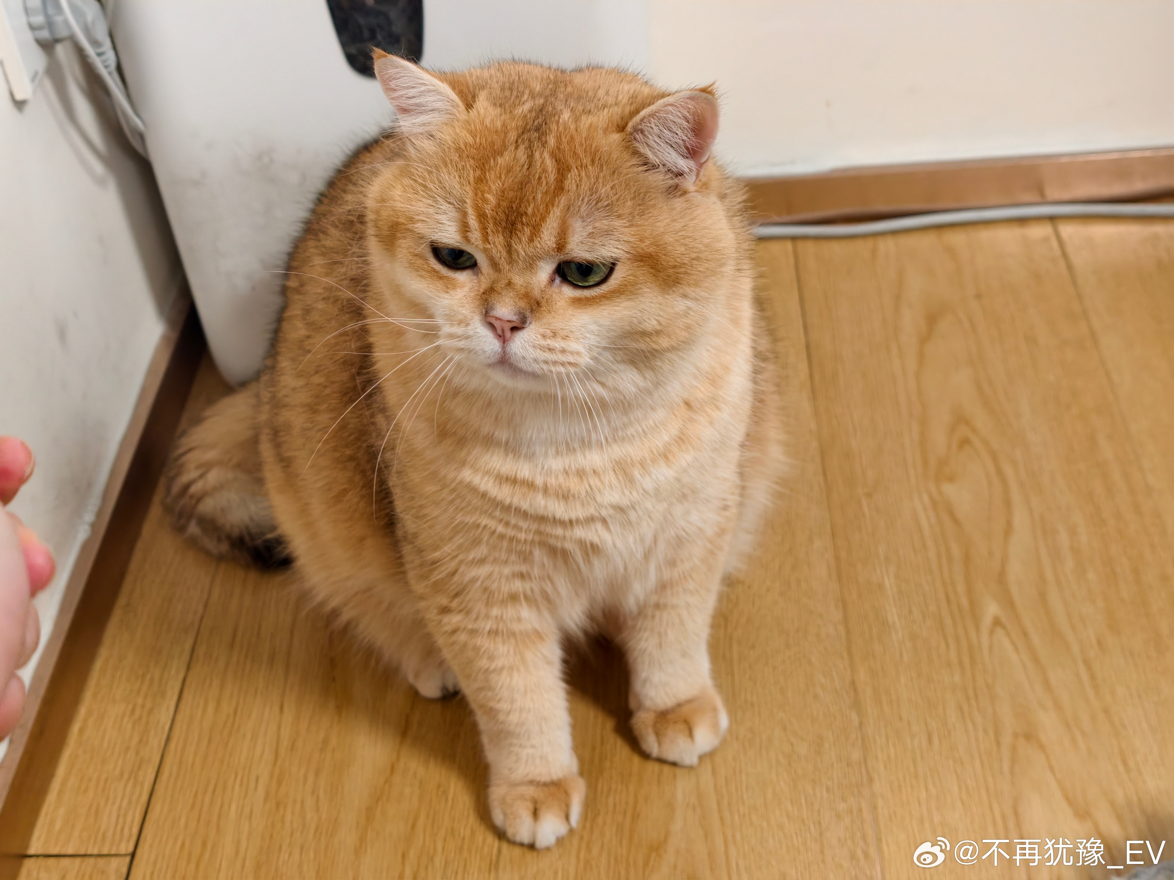 这小猫太无忧无虑了打算给它减减肥你们支持吗？金渐层萌宠