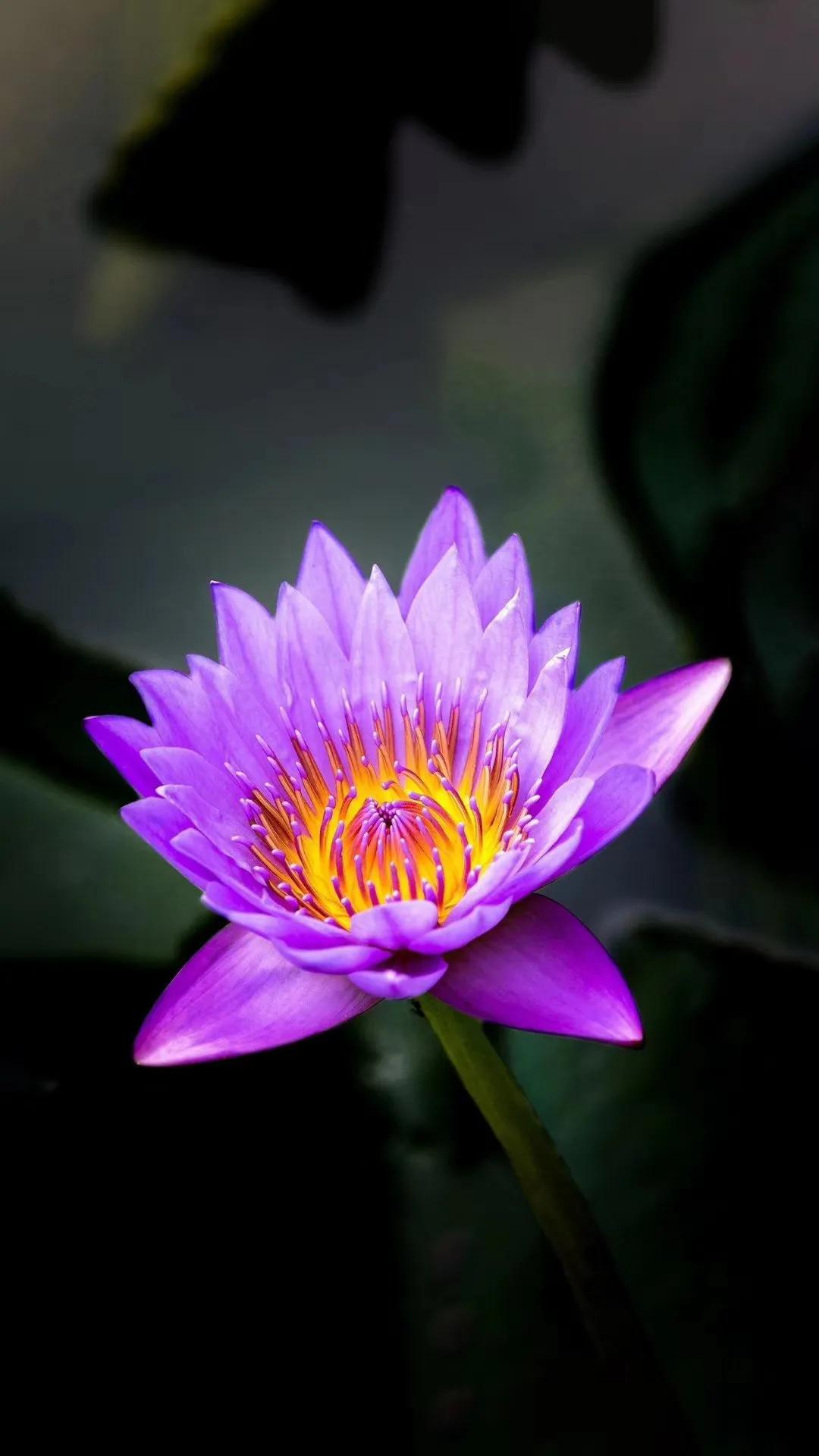 今天是浴佛节，浙江宁海宝乘寺举行了庄严的纪念活动。南无本师释迦牟尼佛。
愿佛佑中