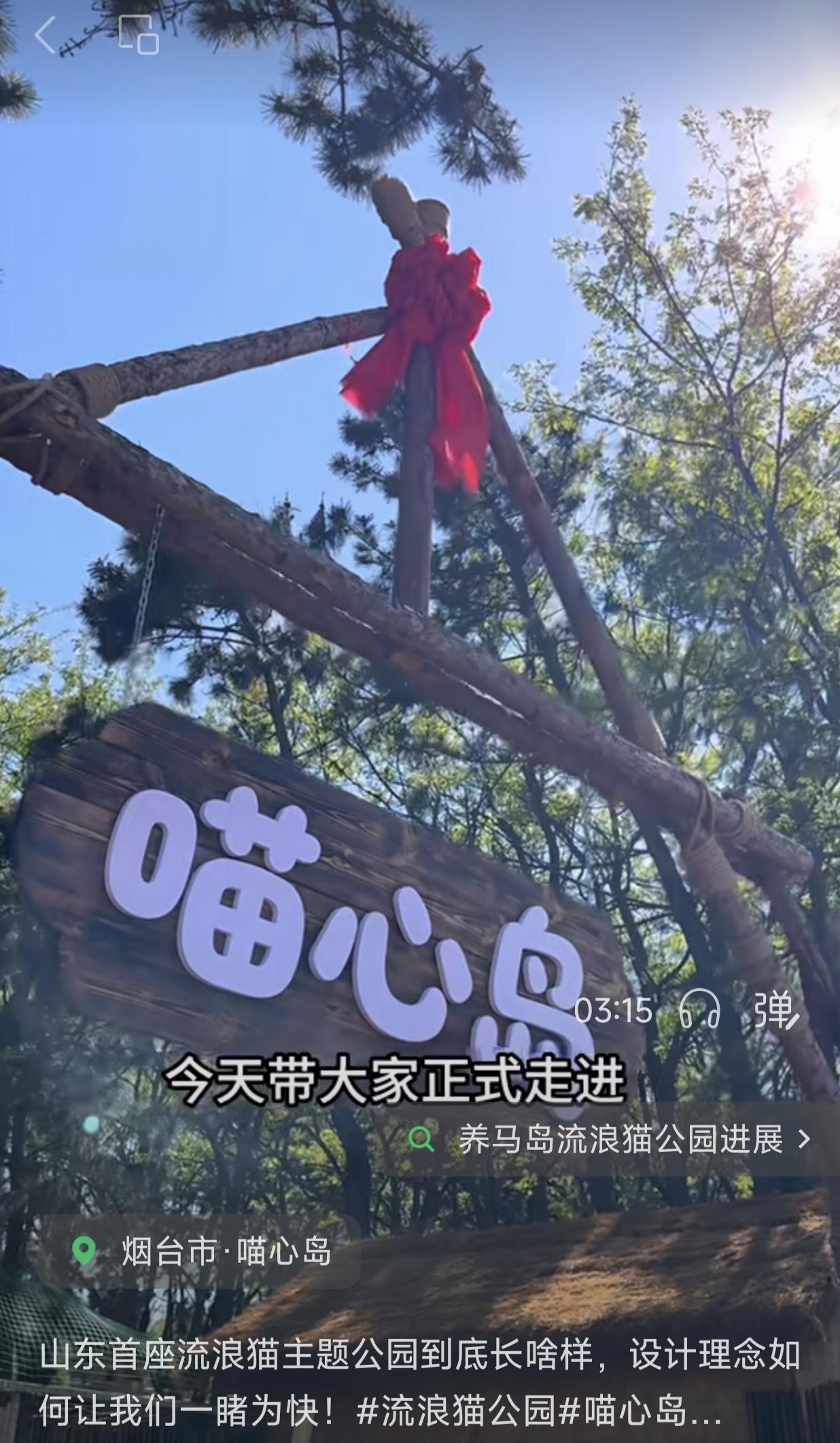 山东首座流浪猫主题公园竟然坐落在烟台！就在养马岛后海，五一期间已试营业，门票19