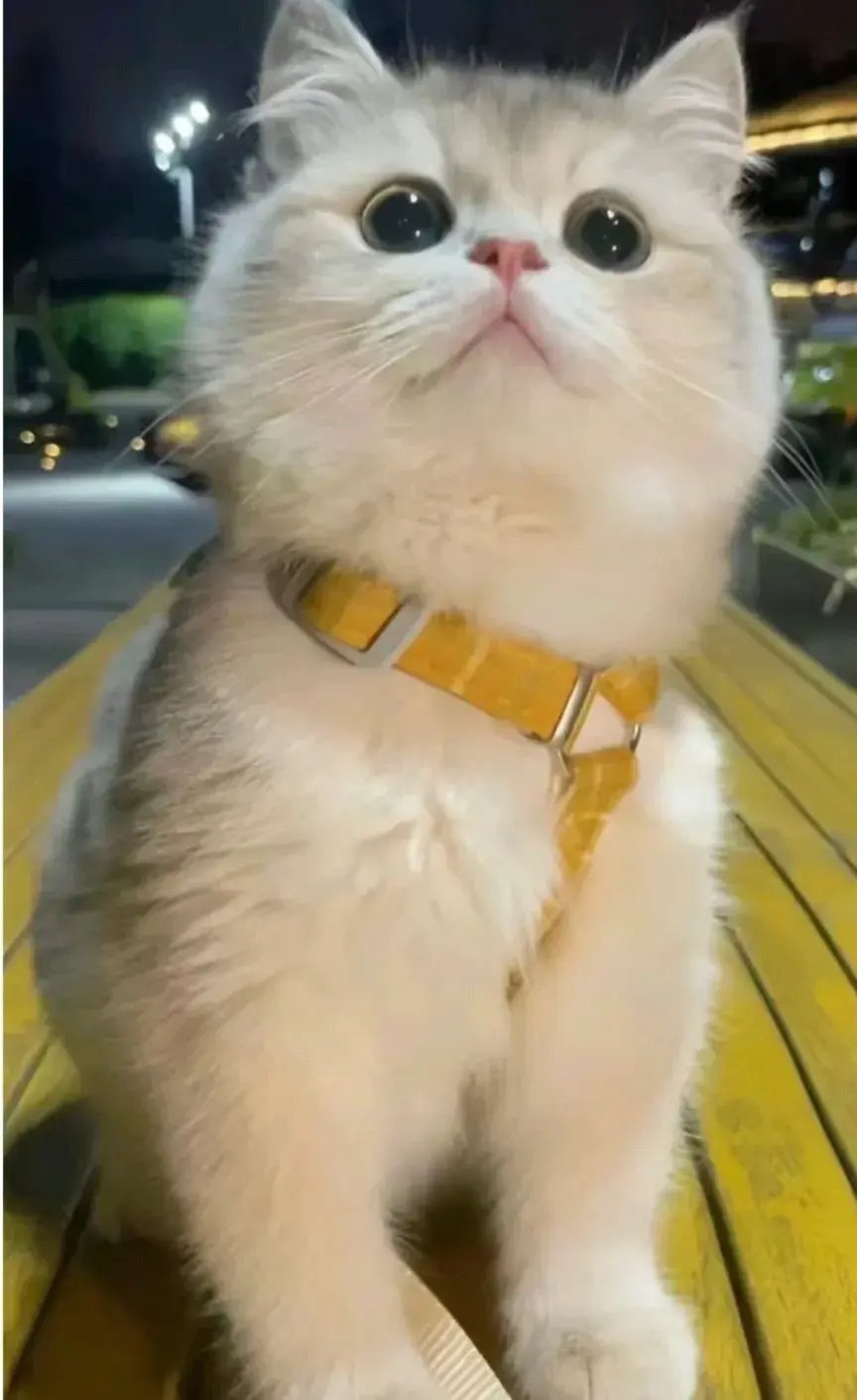 颜值太高了吧，爱了[送心][送心]