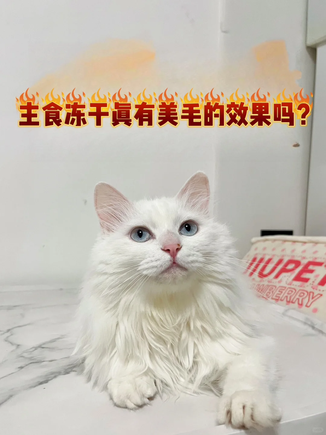 主食冻干真有美毛的效果吗？