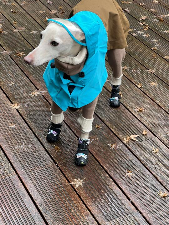 下雨天遛遛咯🌧️