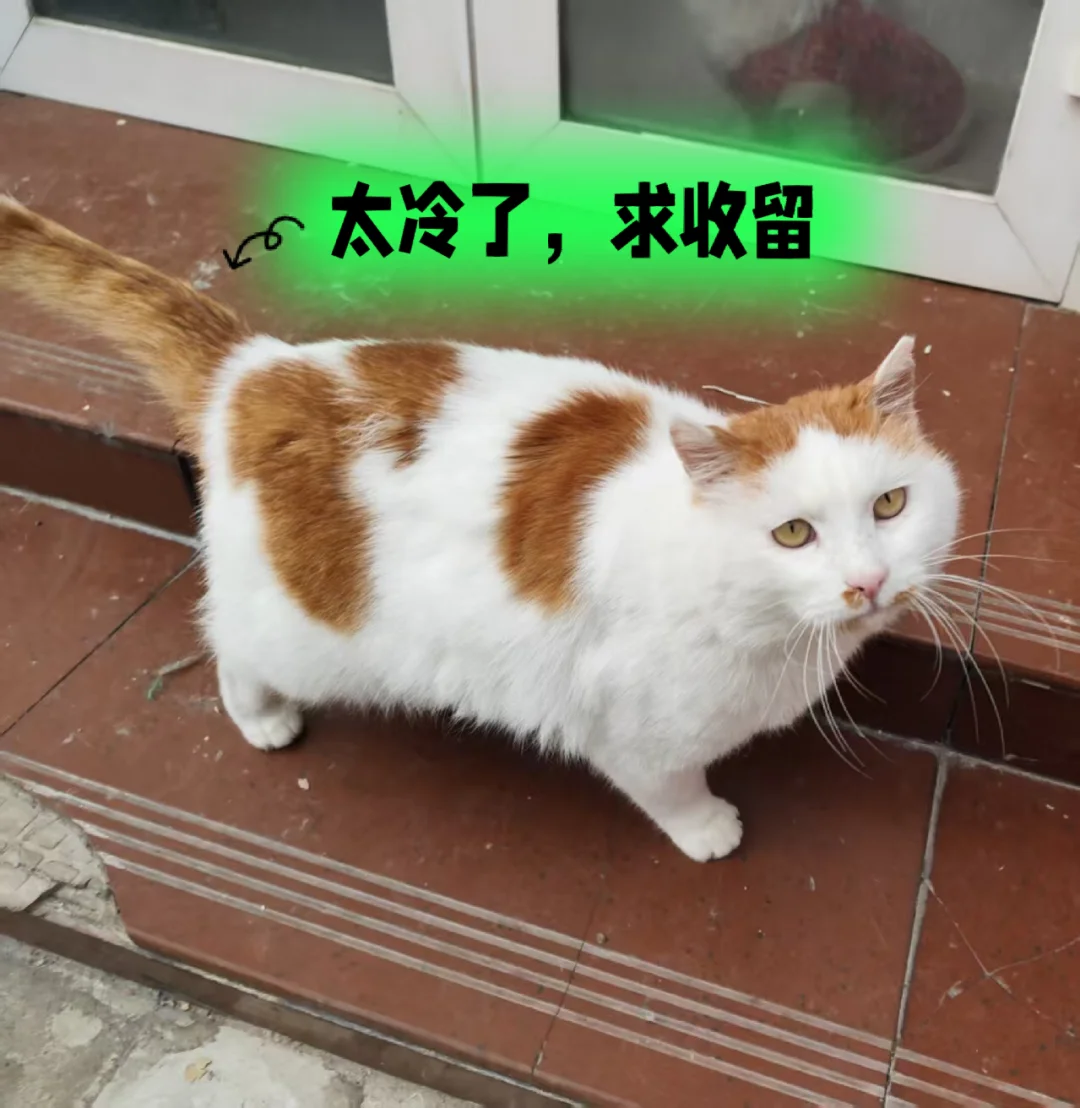 亲人猫在挨冻，通州求领养，名字写在脸上，叫囧囧，是两三岁公猫，已绝育...