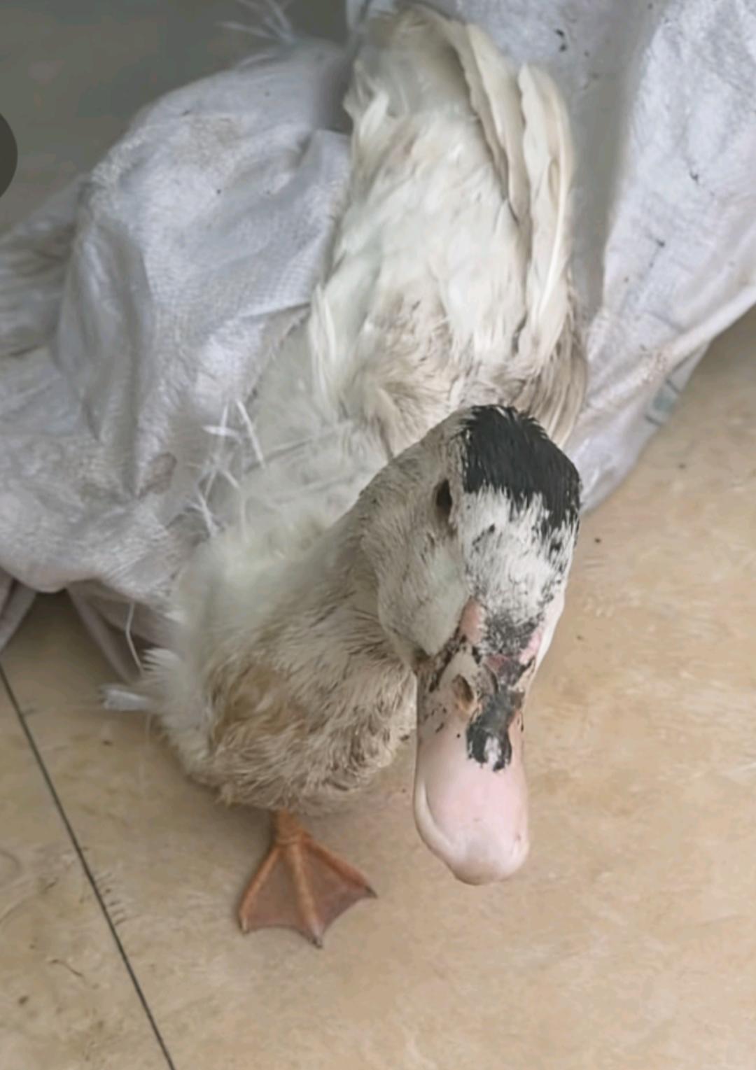 从贵州几百公里把你带过来，
真的有点舍不得杀你了，
在这陌生的城市，
你我也算半