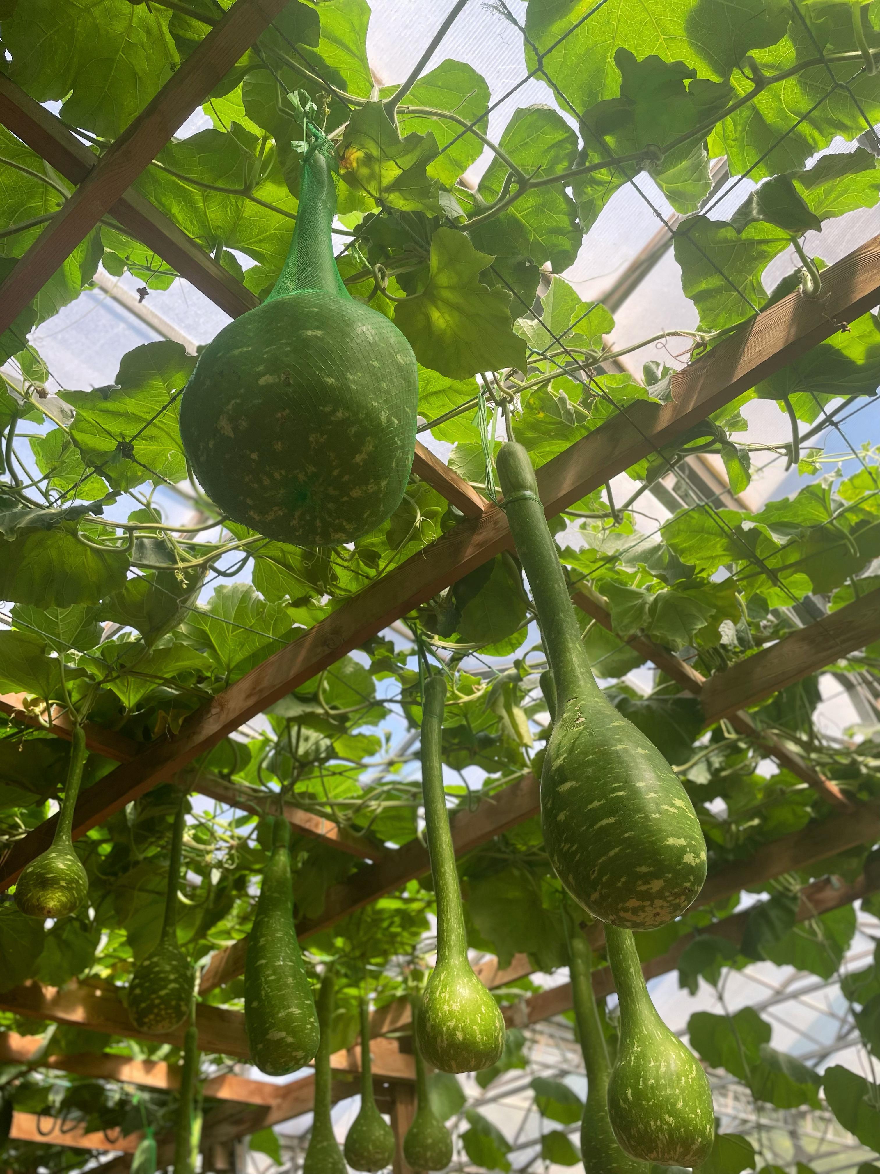 蔬博会🥬大开眼界  ​​​