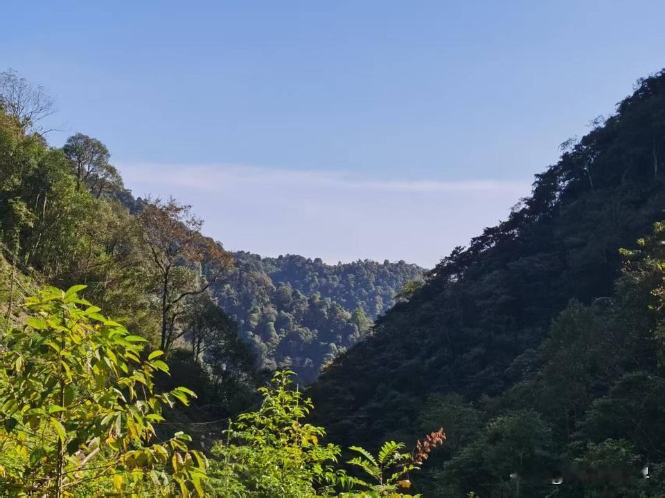 草珊瑚都有哪些功效？
       草珊瑚又称肿节风，是常用的一种中草药，在湖南