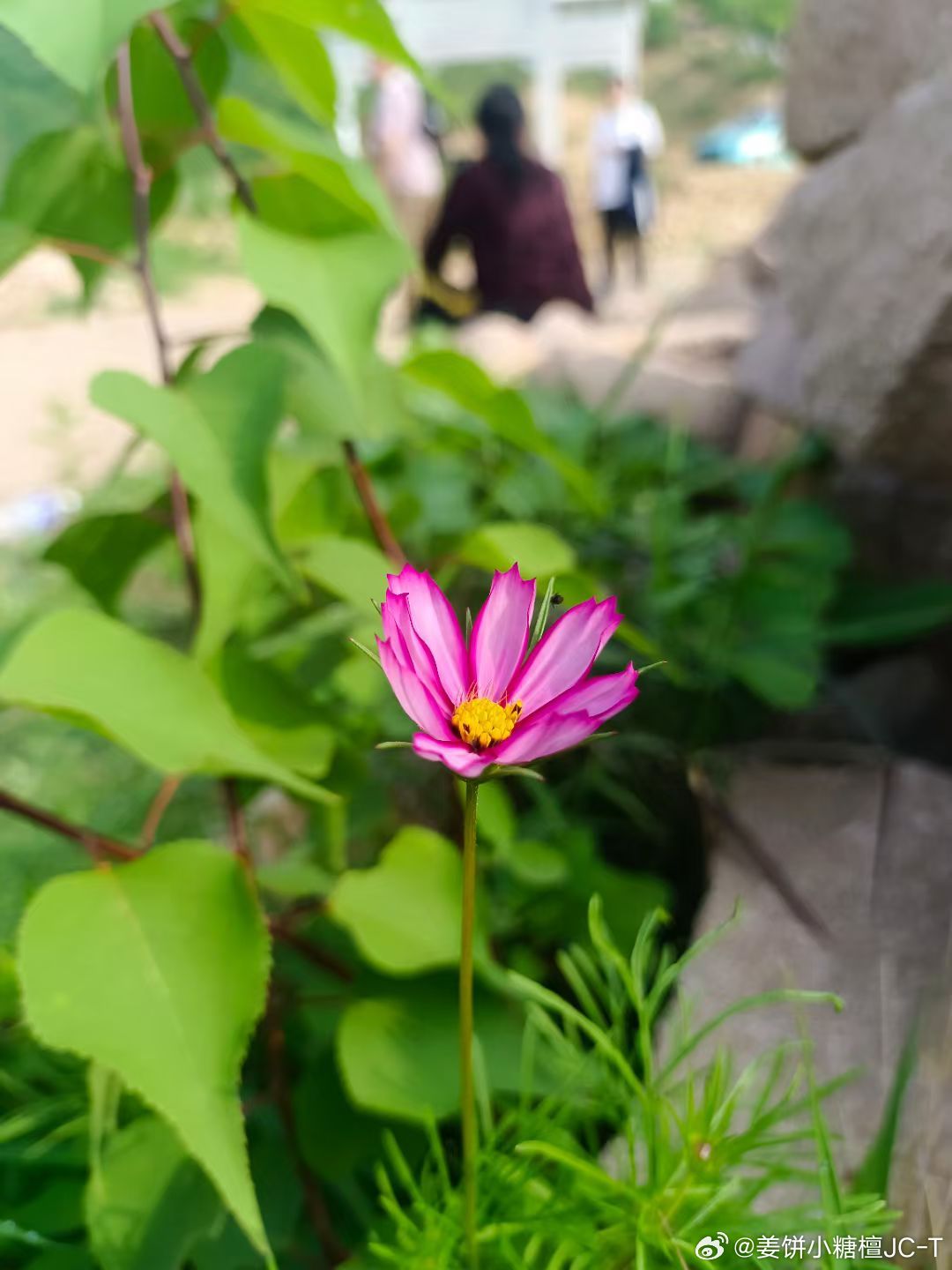 我妈妈养的花，颜色真好看，我偷着揪了一朵，你们猜结果怎么样了