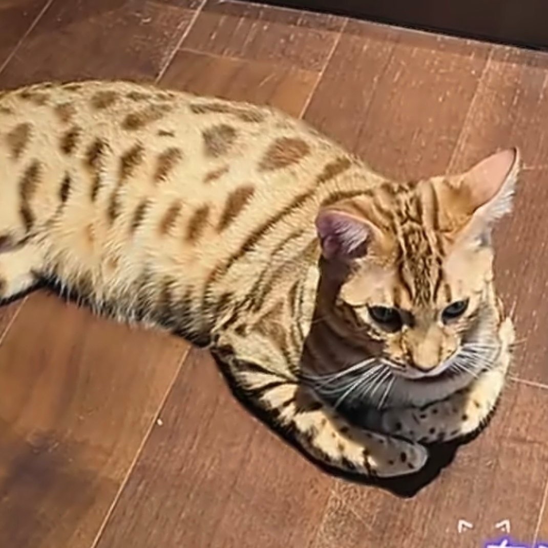揣手手 ​​​