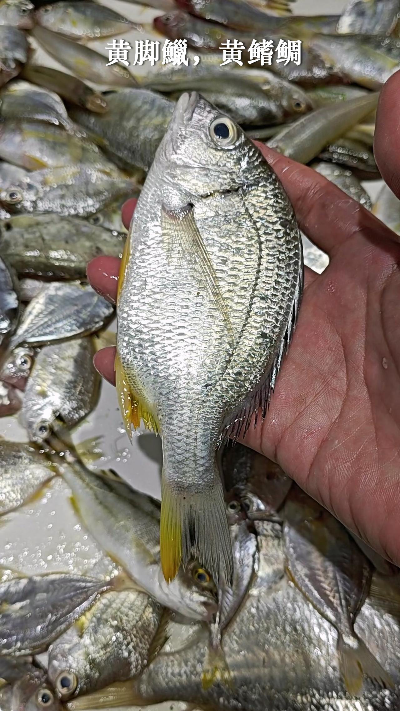 20一斤的海杂鱼，有十几种，你选哪个？
海杂鱼一般滚杂鱼汤，但也可挑出来单独烹调