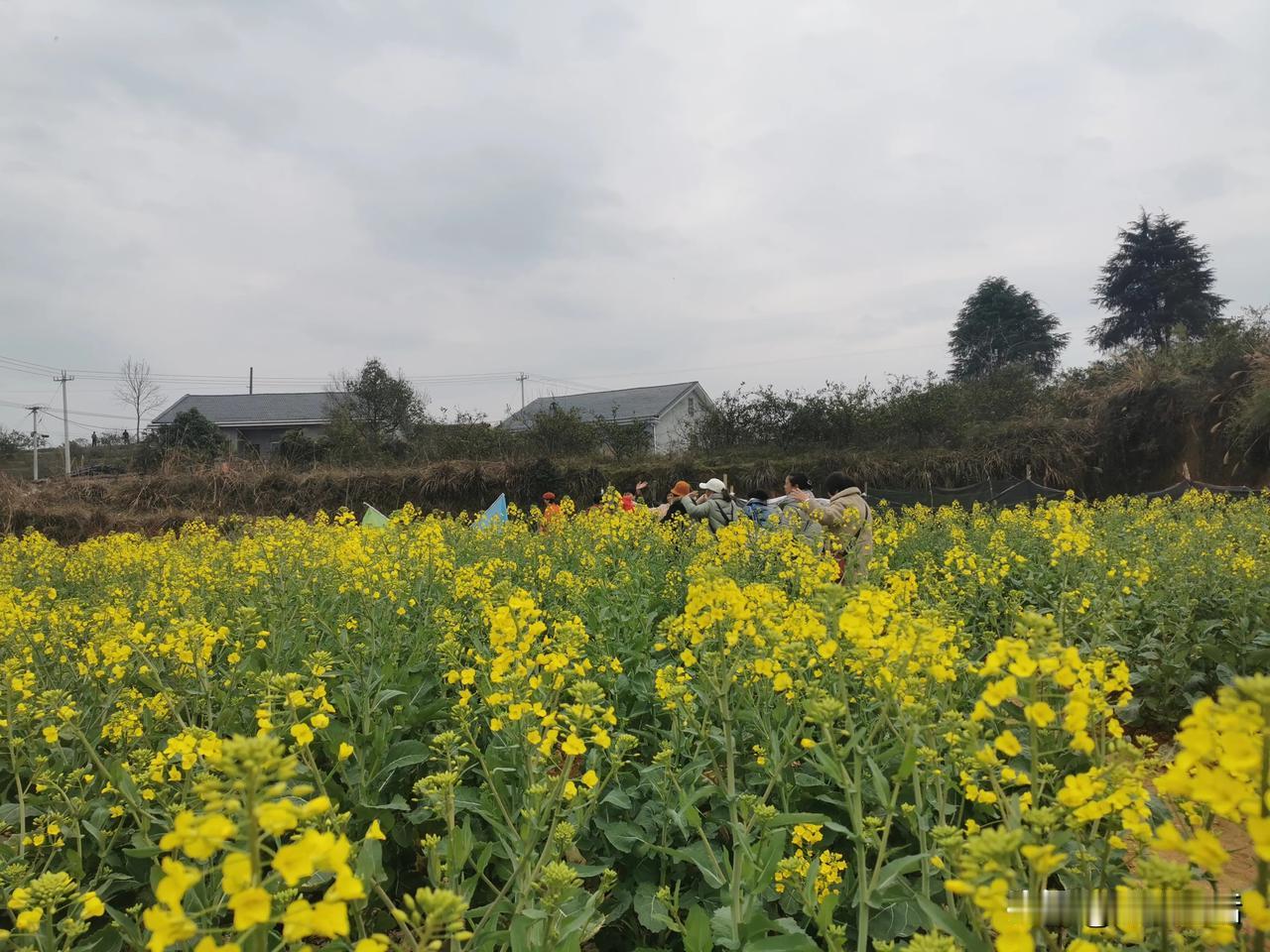 #一张照片证明春天来了#油菜花开了，江水也绿了春天已经轻轻地来了。
在春日的微风