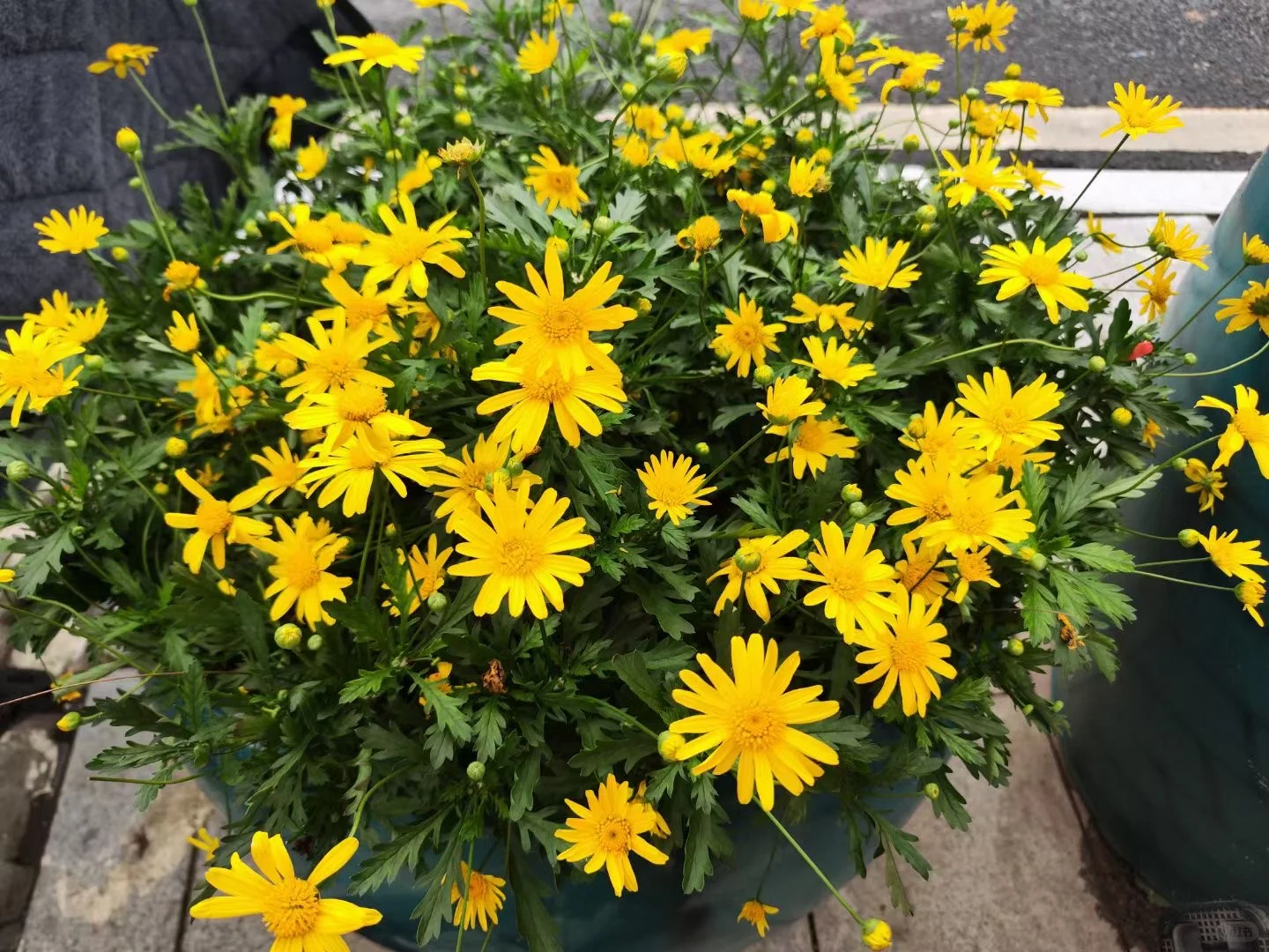 看看鲜花带娃也很开心