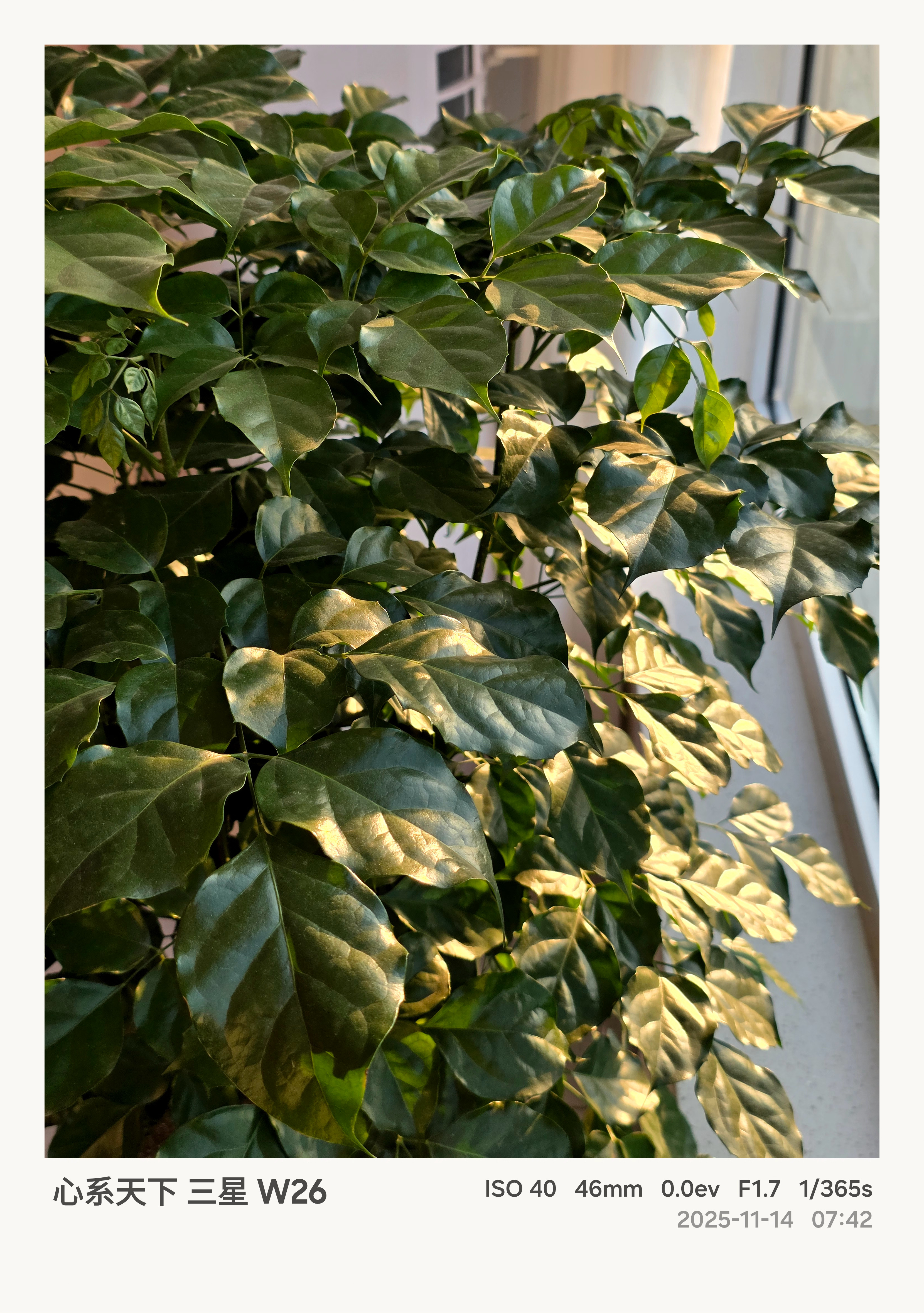 三星W26上手第一天有这个水印以后更爱拍照了