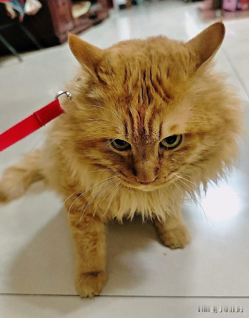 能晒一晒你家的猫主子吗这就是我家猫主子小老虎，来到我家已经五年半，它经常因为一点