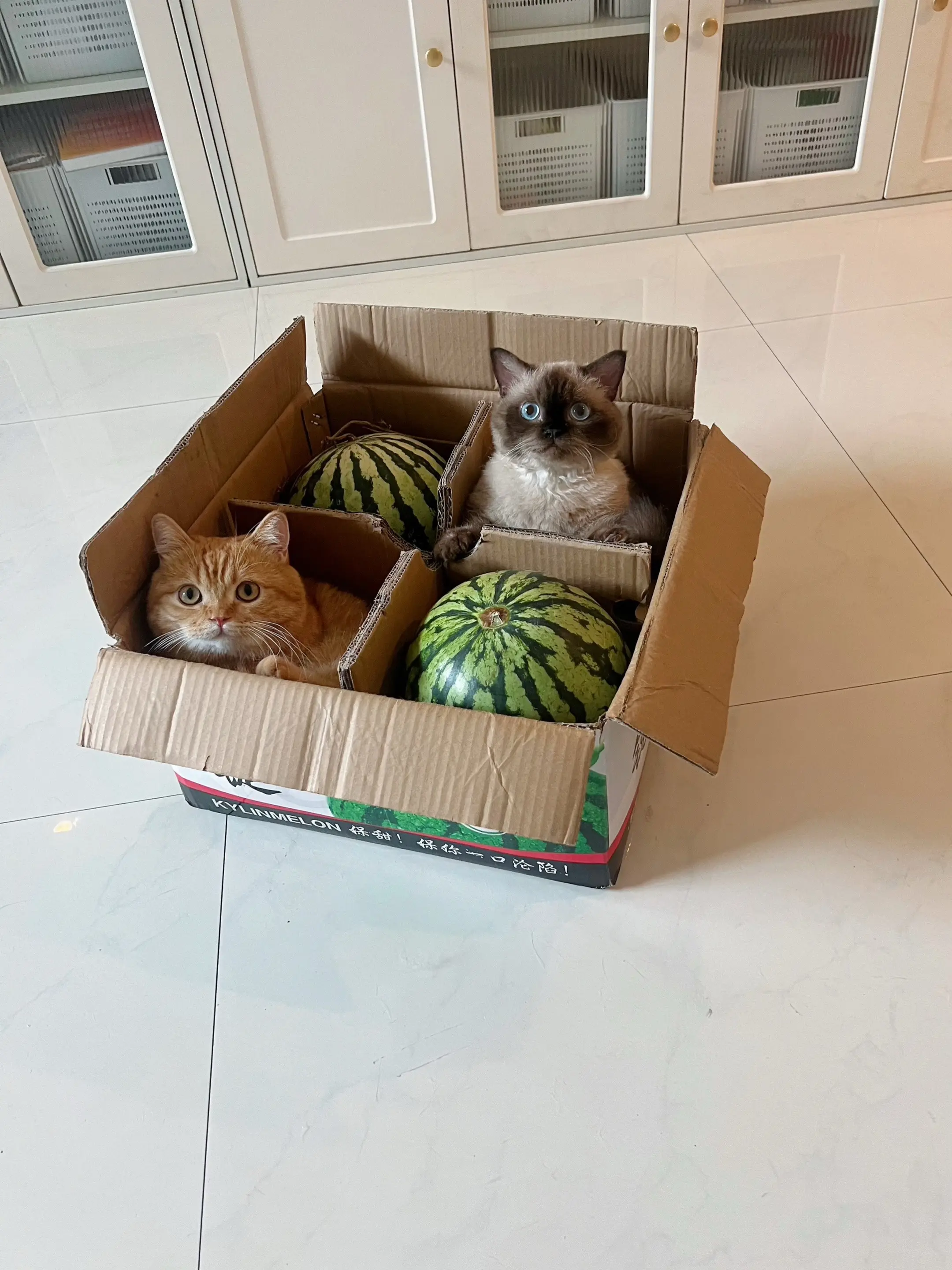 这瓜保熟吗？黄皮的和黑美人哪个品种更甜啊？宝～治愈猫咪 扶持计划