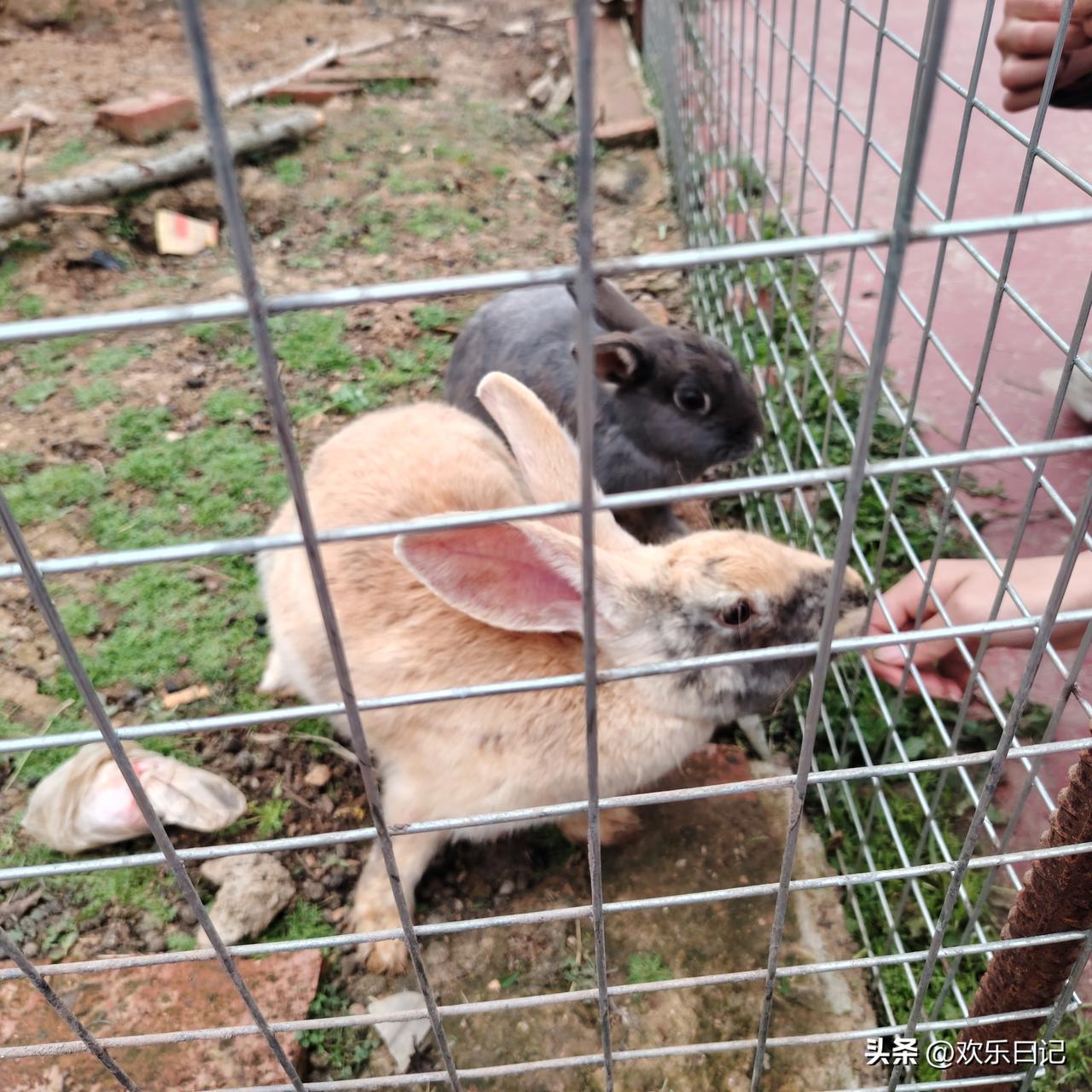 上周末收拾房间，姐姐突然跑过来，手里攥着一把钱。

十块、五块、一块的，还有几个