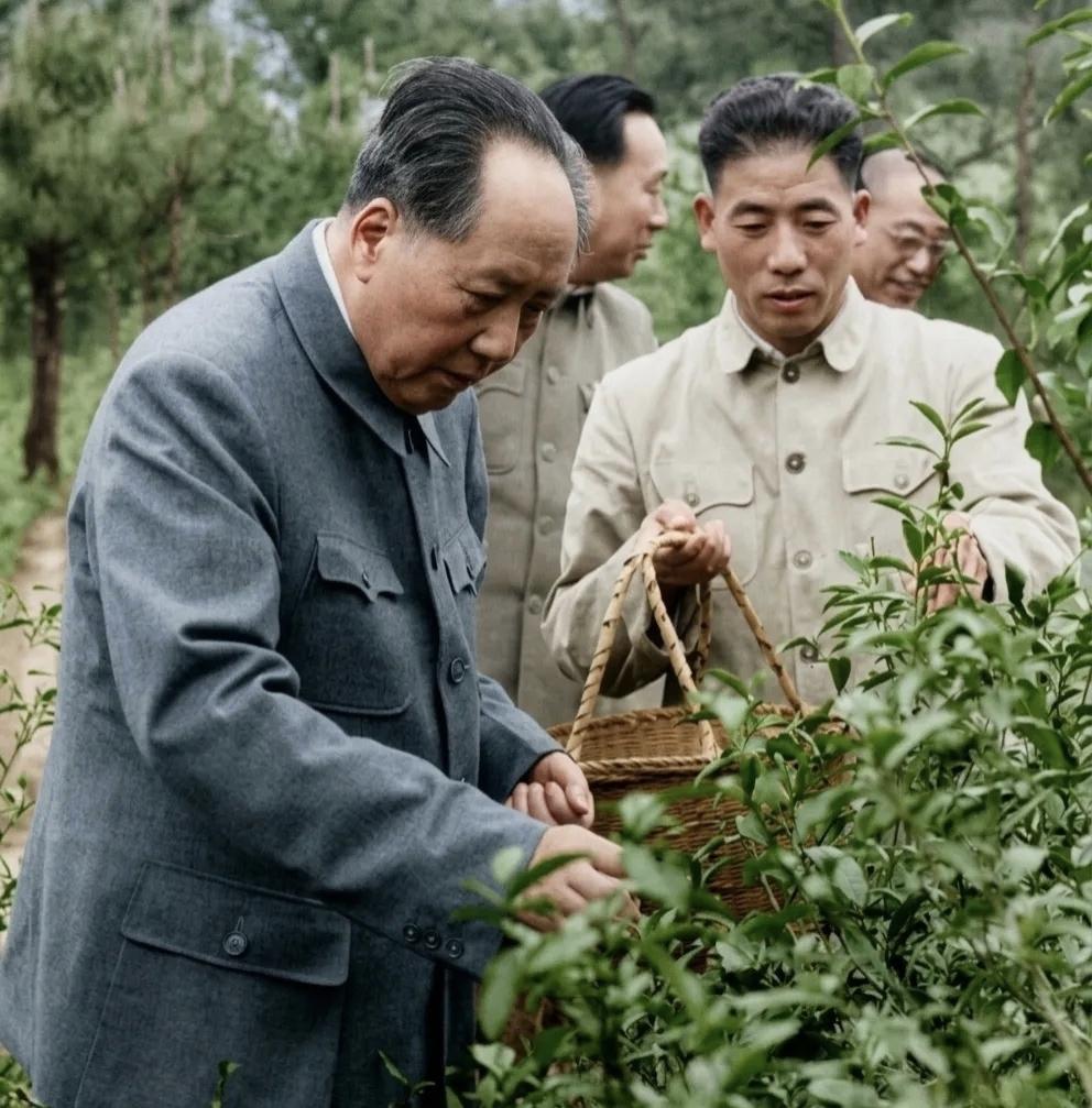 1963年4月28日，毛主席视察杭州期间，利用工作间隙来到刘庄茶园采摘龙井茶。毛