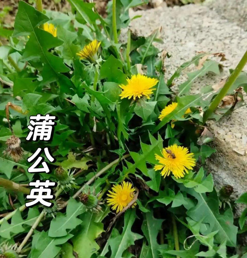 蒲公英：随处可见的济世良草 蒲公英，又叫黄花地丁、婆婆丁，还有奶奶草、野莴苣菜等
