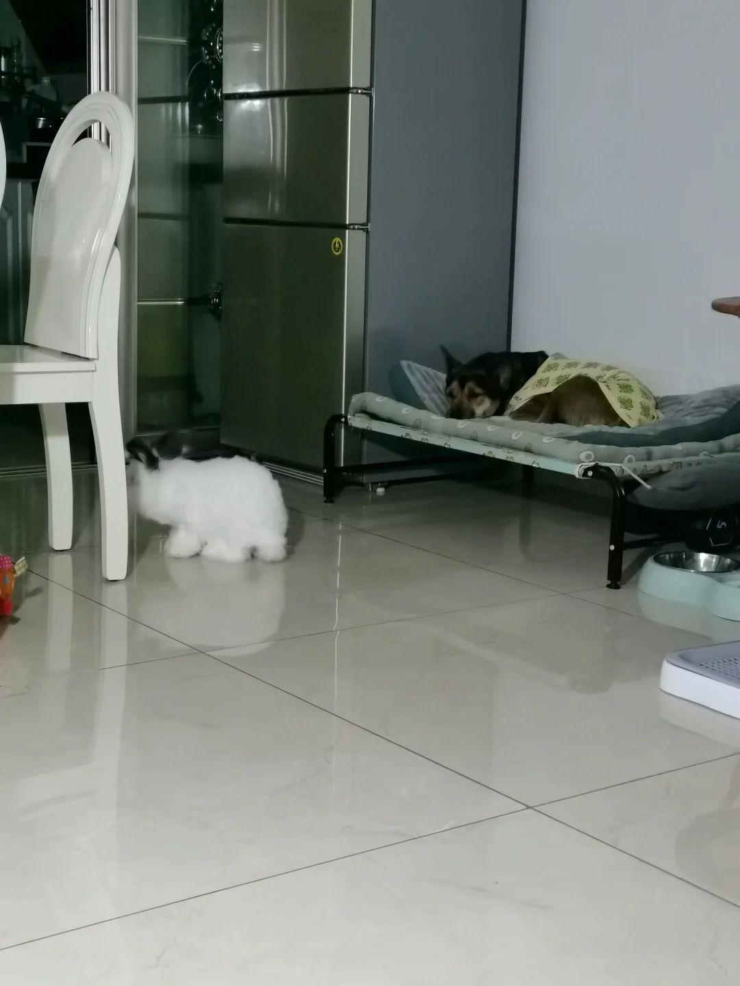 来来睡觉觉, 宝哥悄咪咪的路过