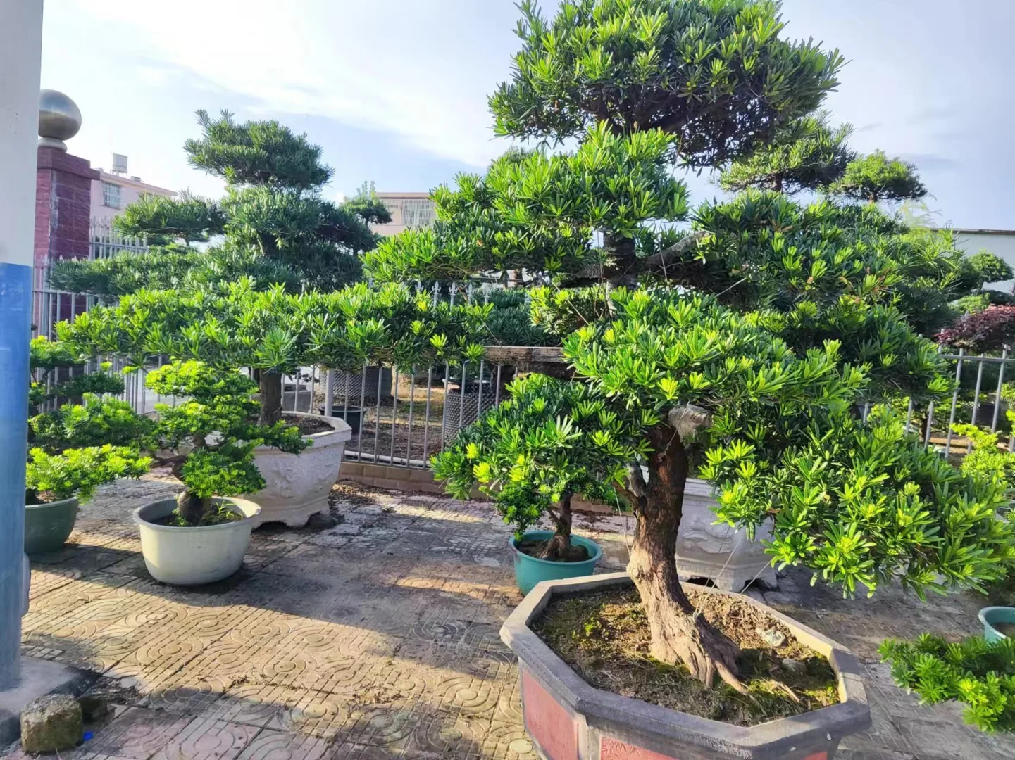 本地罗汉松