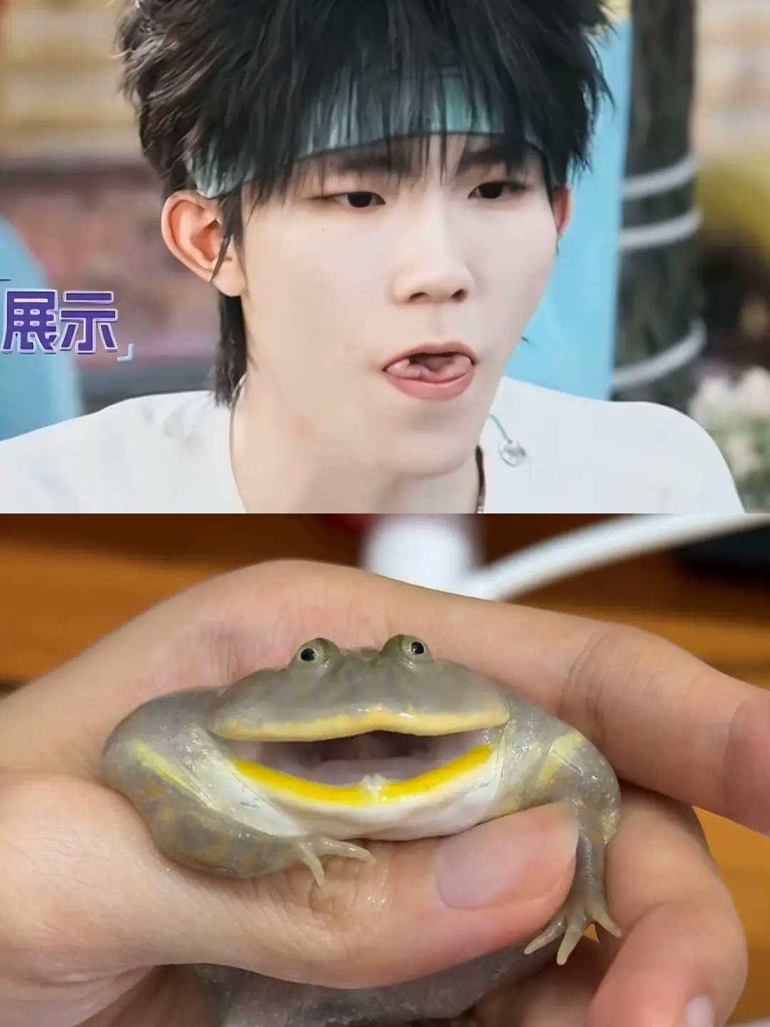 大家能不能帮我看看苏新皓和下图这只蛤蟆的区别