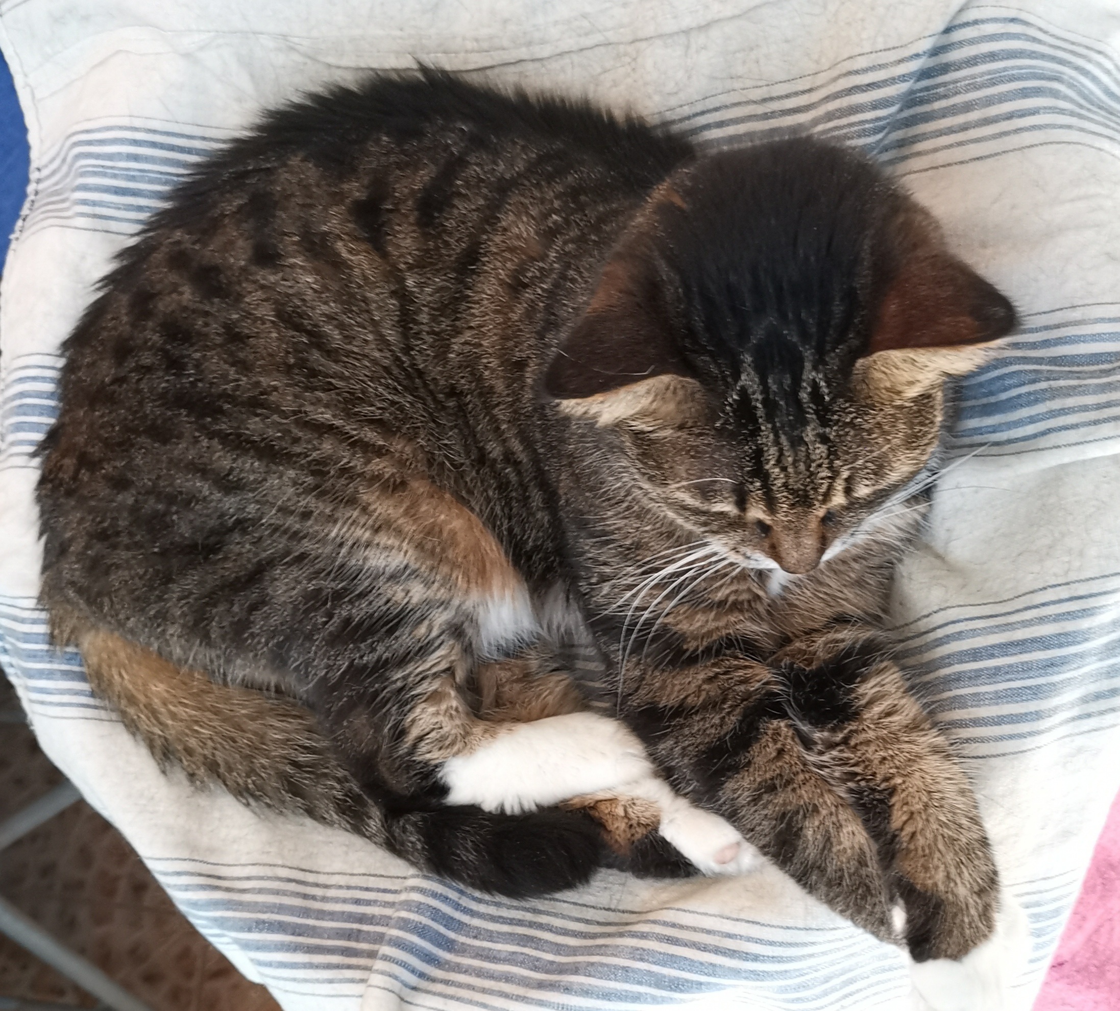 猫宁。天热，多帅强弟，各自纳凉。一日二猫，外猫憨厚，中猫海边遥望。