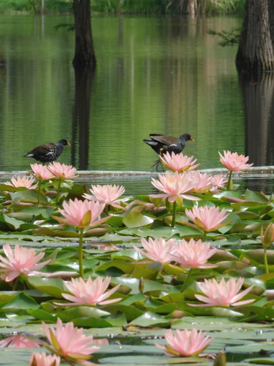 成都人快冲‼️莫奈花园的水上睡莲开了🪷
