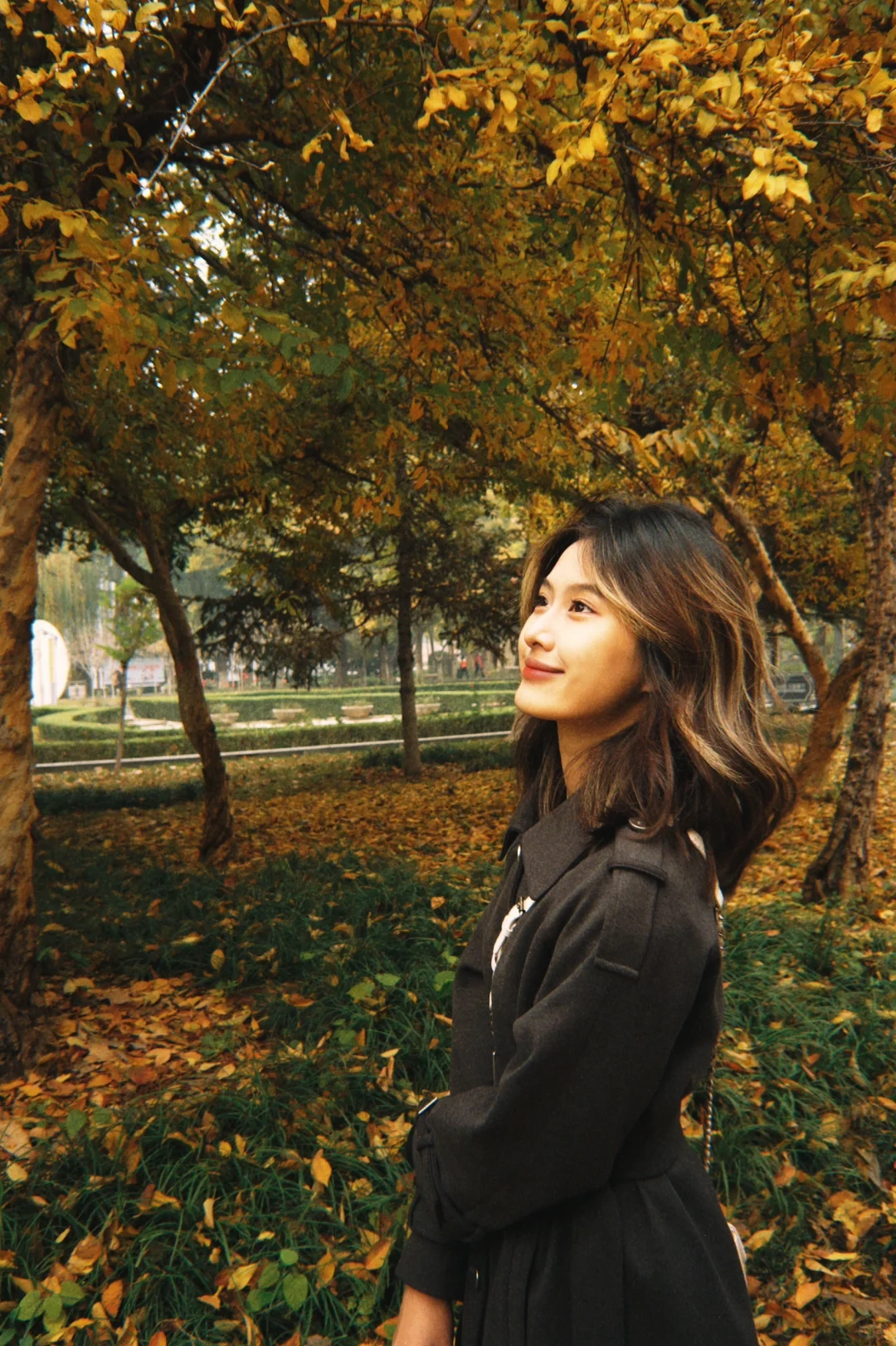 dazz➕枫叶林你就会得到....