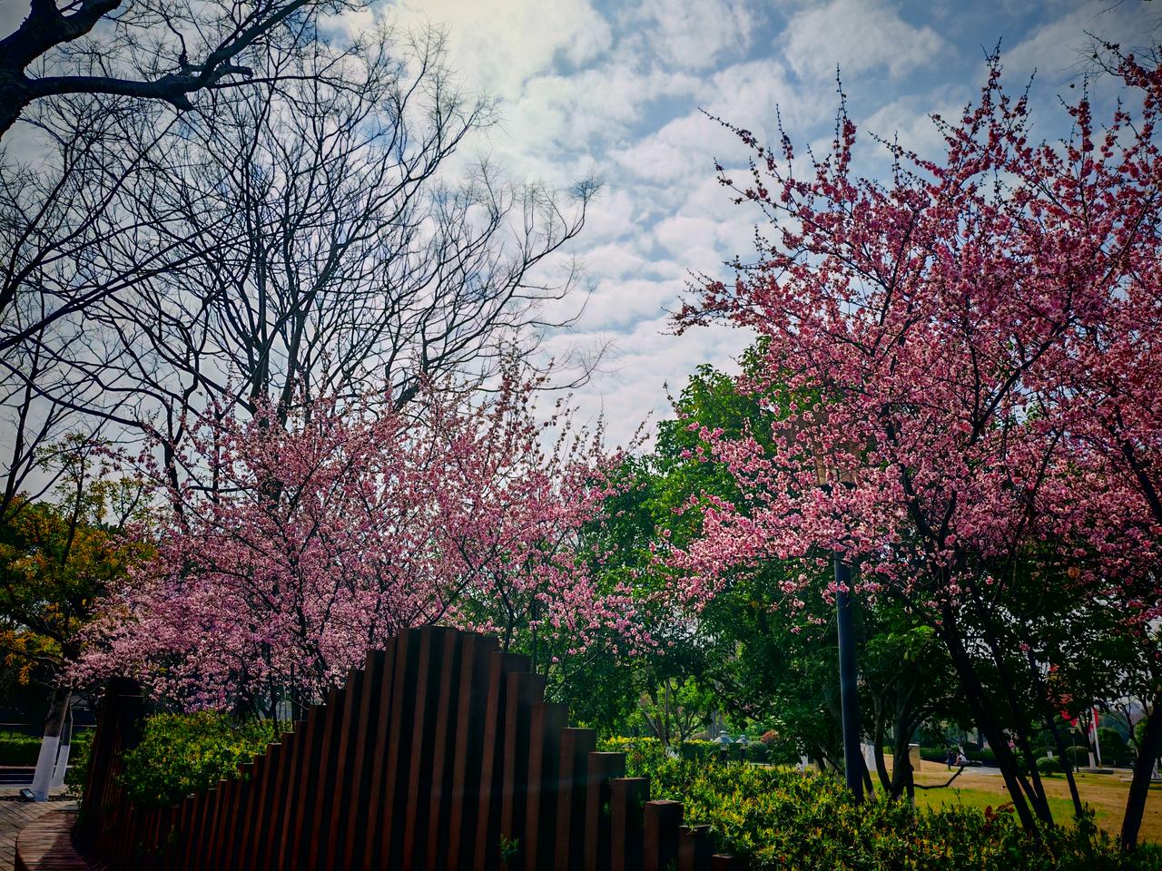 春日生活打卡季
