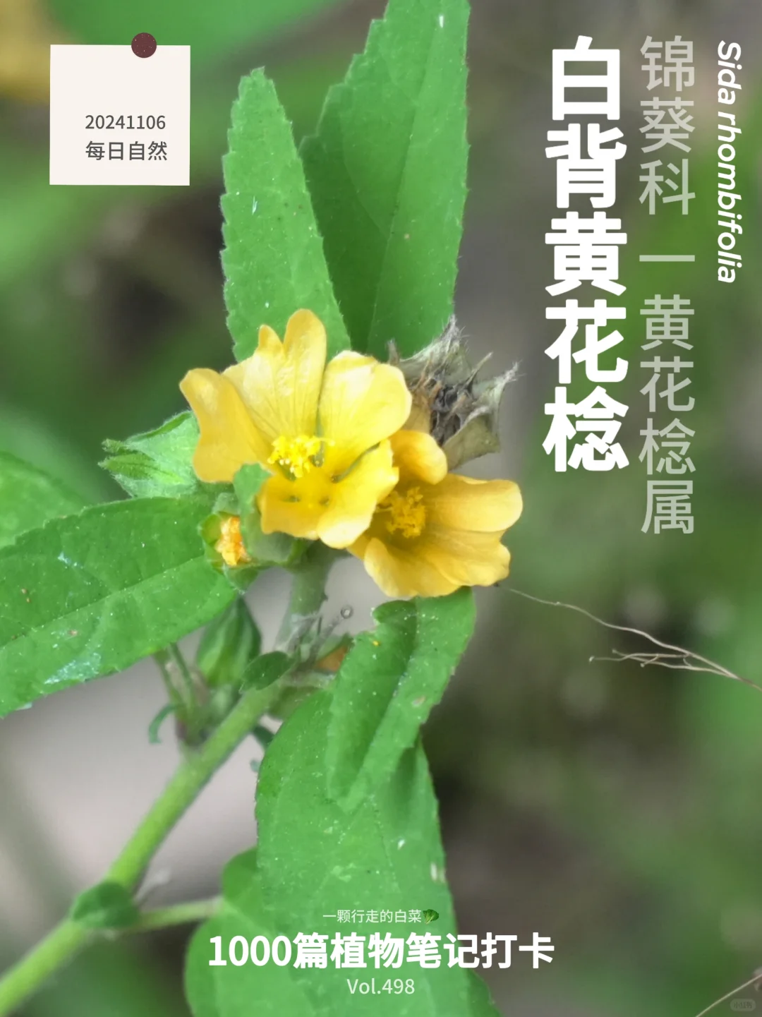 植物笔记498｜偶然邂逅那抹温柔黄