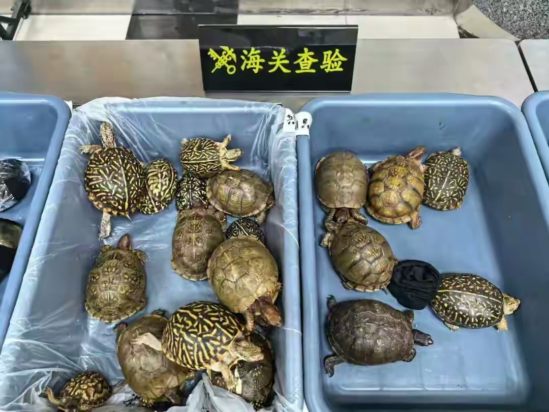 深圳湾海关半小时内拦截8名女性利用大腿部、腰部、胸部和婴儿车藏匿53只活体龟入境