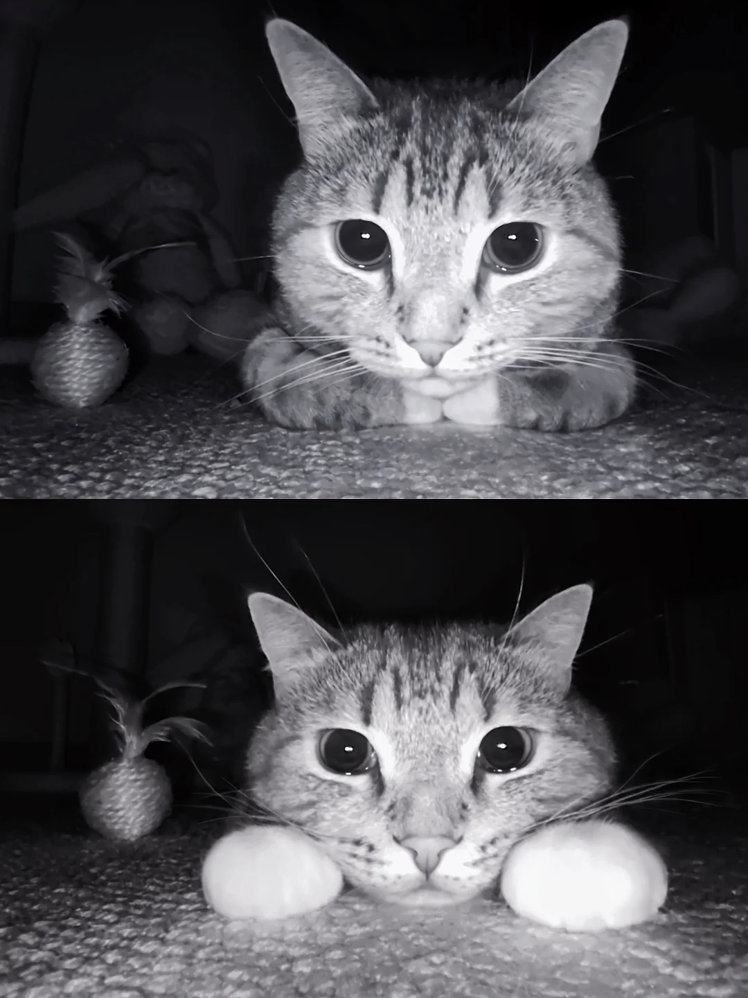 当我出差时打开家里监控...猫是在哭吗🥺