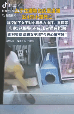 女子虐猫致4死或判3年必须严惩！辽宁沈阳，一女子去猫咖店虐猫，导致4只小猫死亡，