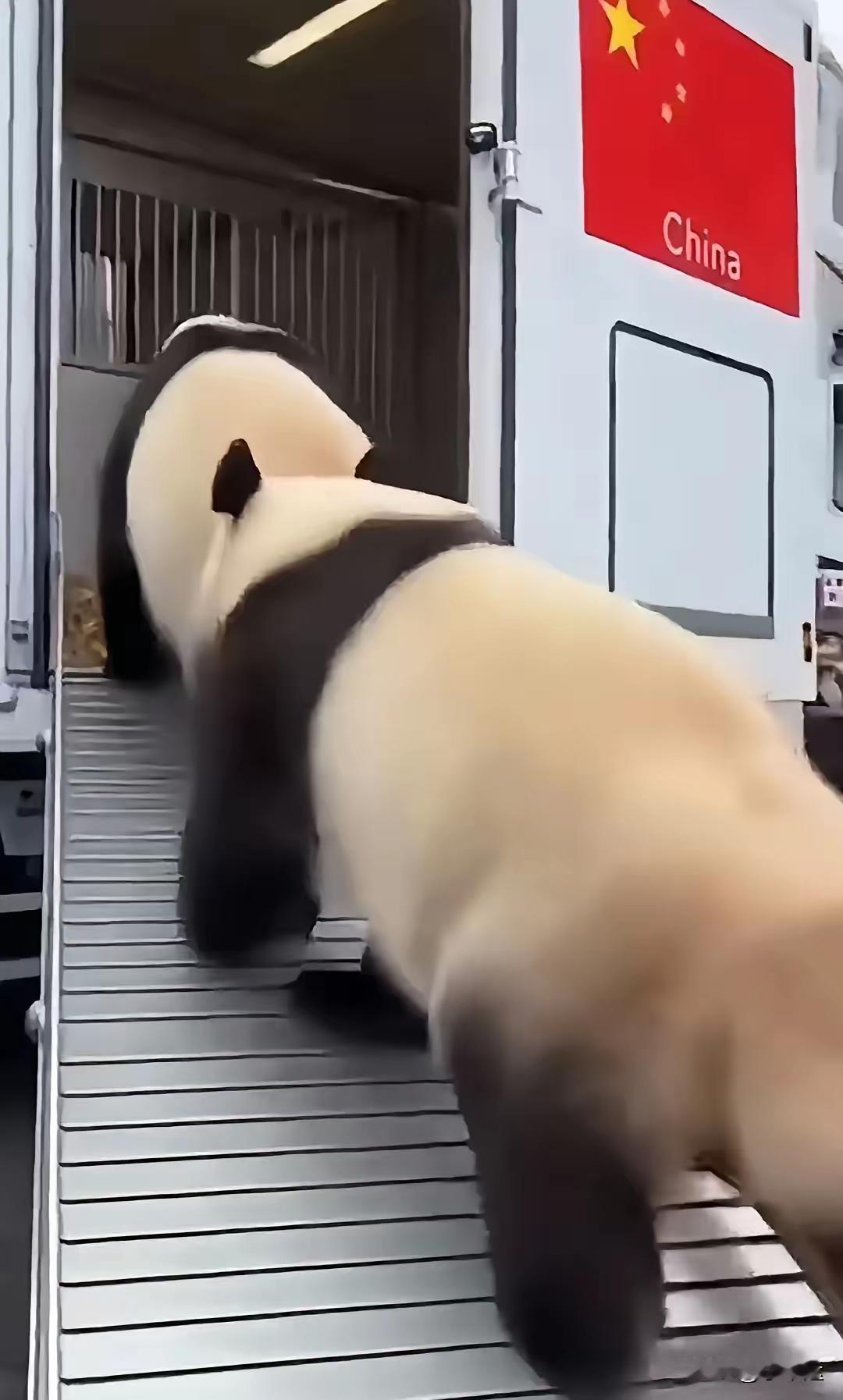我敢说，这是我见过最有骨气，最潇洒的熊猫了！旅日大熊猫回国的画面越看越有味道，日