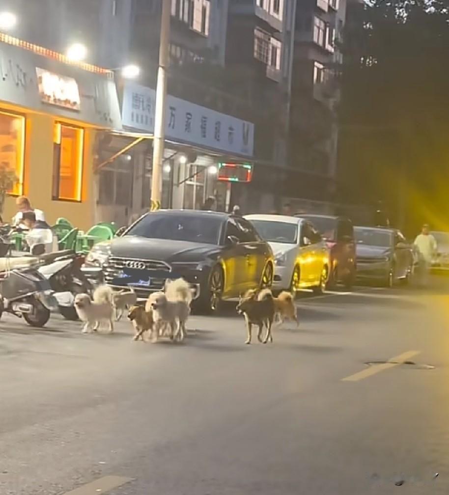 秦皇岛道南那一片，确实是狗患猖獗！

刚刚我在刷视频时，看到了一位本地网友发布了