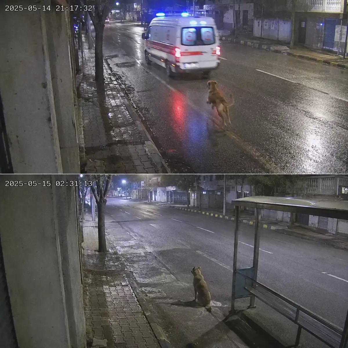小镇摄像头拍下一段持续一年的画面。每当救护车的警笛声响起，流浪狗狗总会...