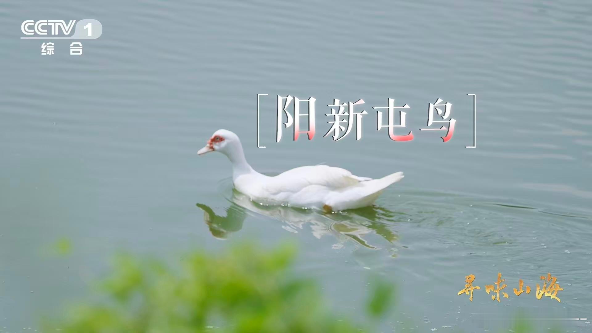 湖北有种会飞的牛肉家禽界也有四不像 荆楚大地的奇味！仙岛湖孕育的阳新屯鸟能飞能游