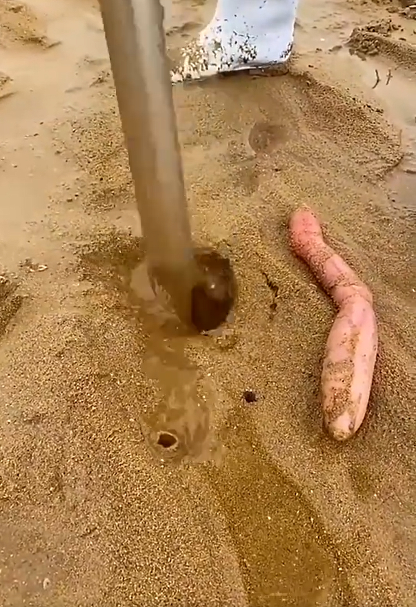 【沙虫和海肠有什么区别？】虽然但是，从#福建沙虫#这个话题里的截图（图1）来看，