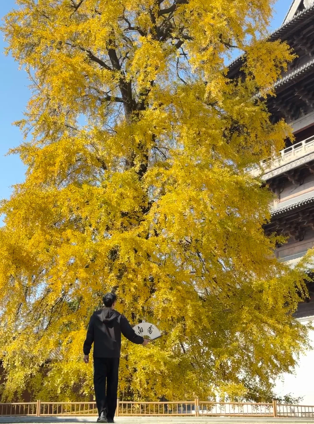 为了这棵千年银杏，我飞了一趟濮院‼️附机位