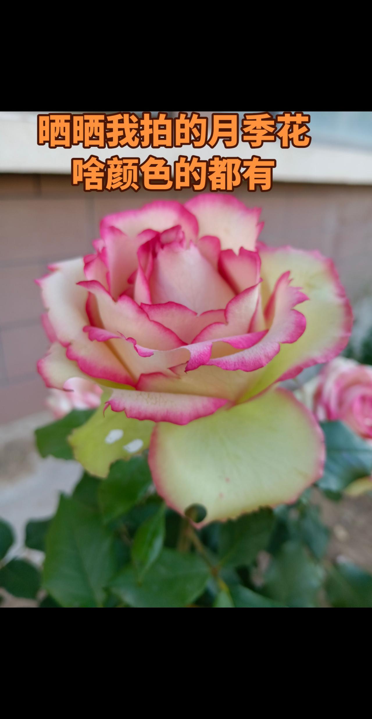 晒晒我拍的月季花，各色各样的都有