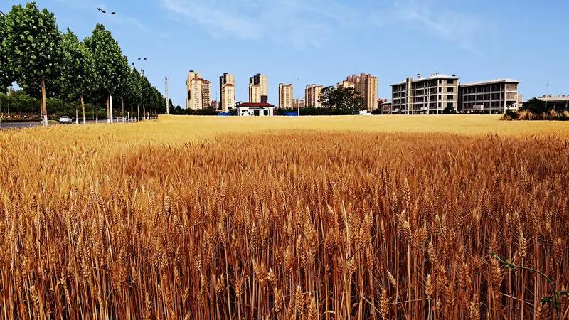 上联：雨打荷塘千把伞，求下联风吹麦浪万层波