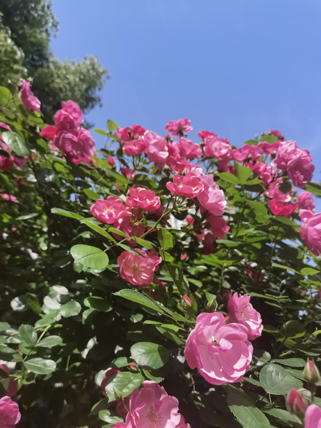 春日追花攻略四月的春天每天都是不一样的风景，雨水特别多，太阳非常珍贵。四月是繁花