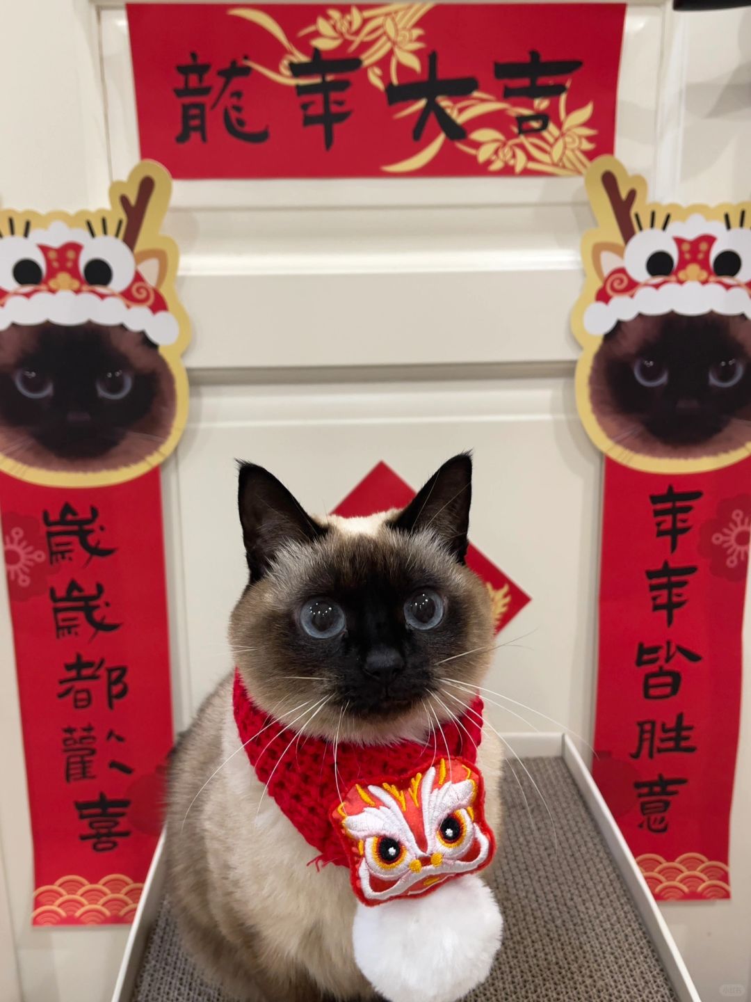 小猫委屈：为什么没有人给我拜年🥺
