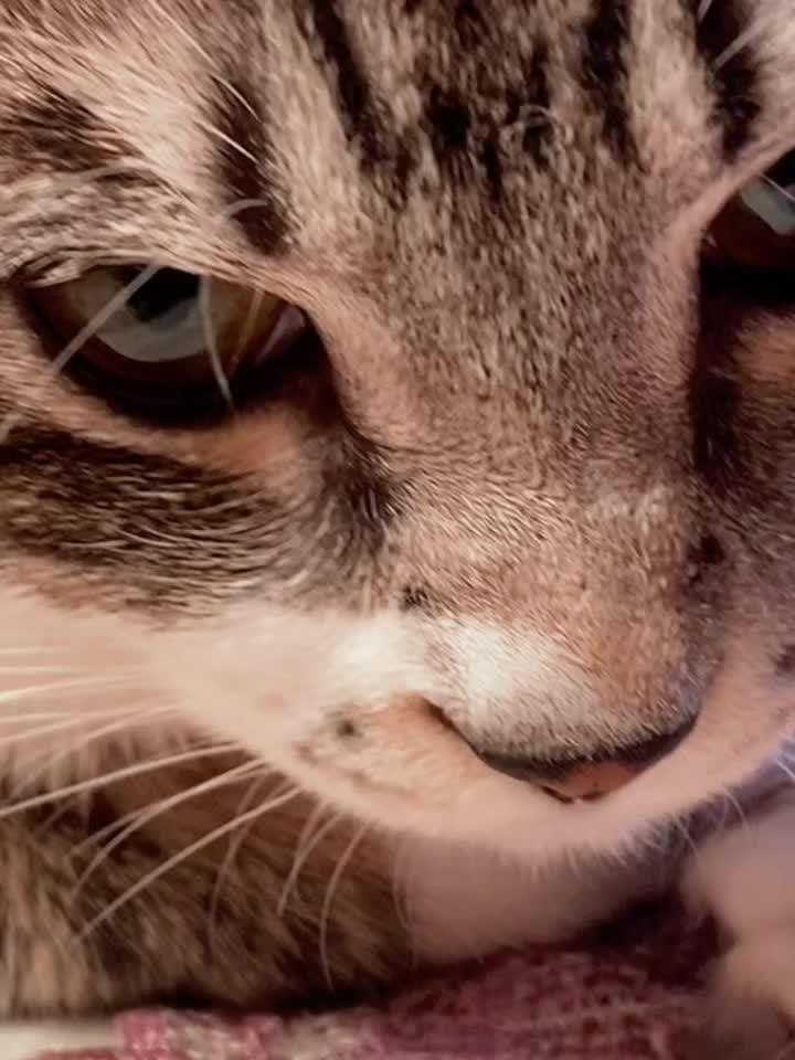 世子之争，向来如此