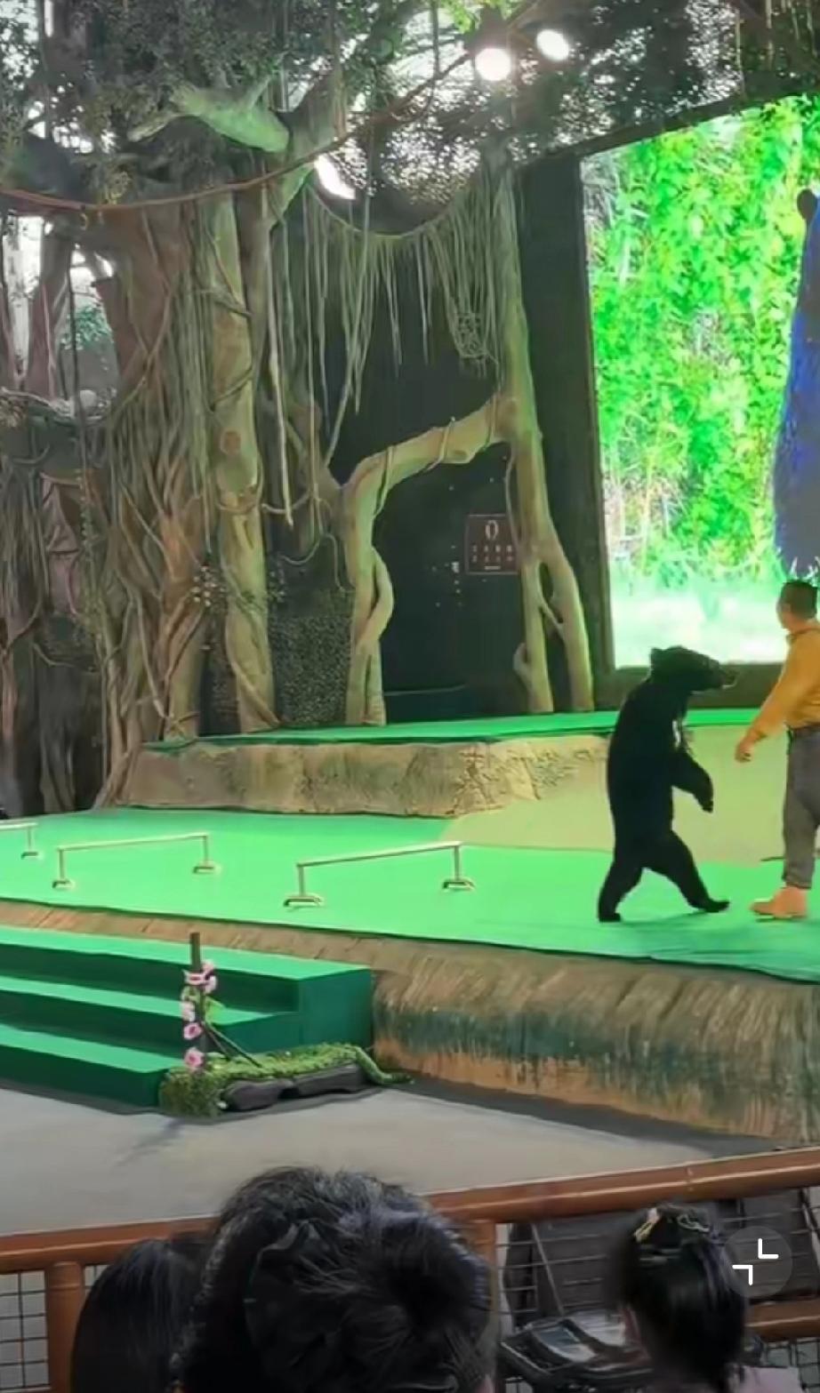 12月6日，杭州野生动物园，网友反映黑熊在表演现场突然袭击饲养员，驯养员发微博回