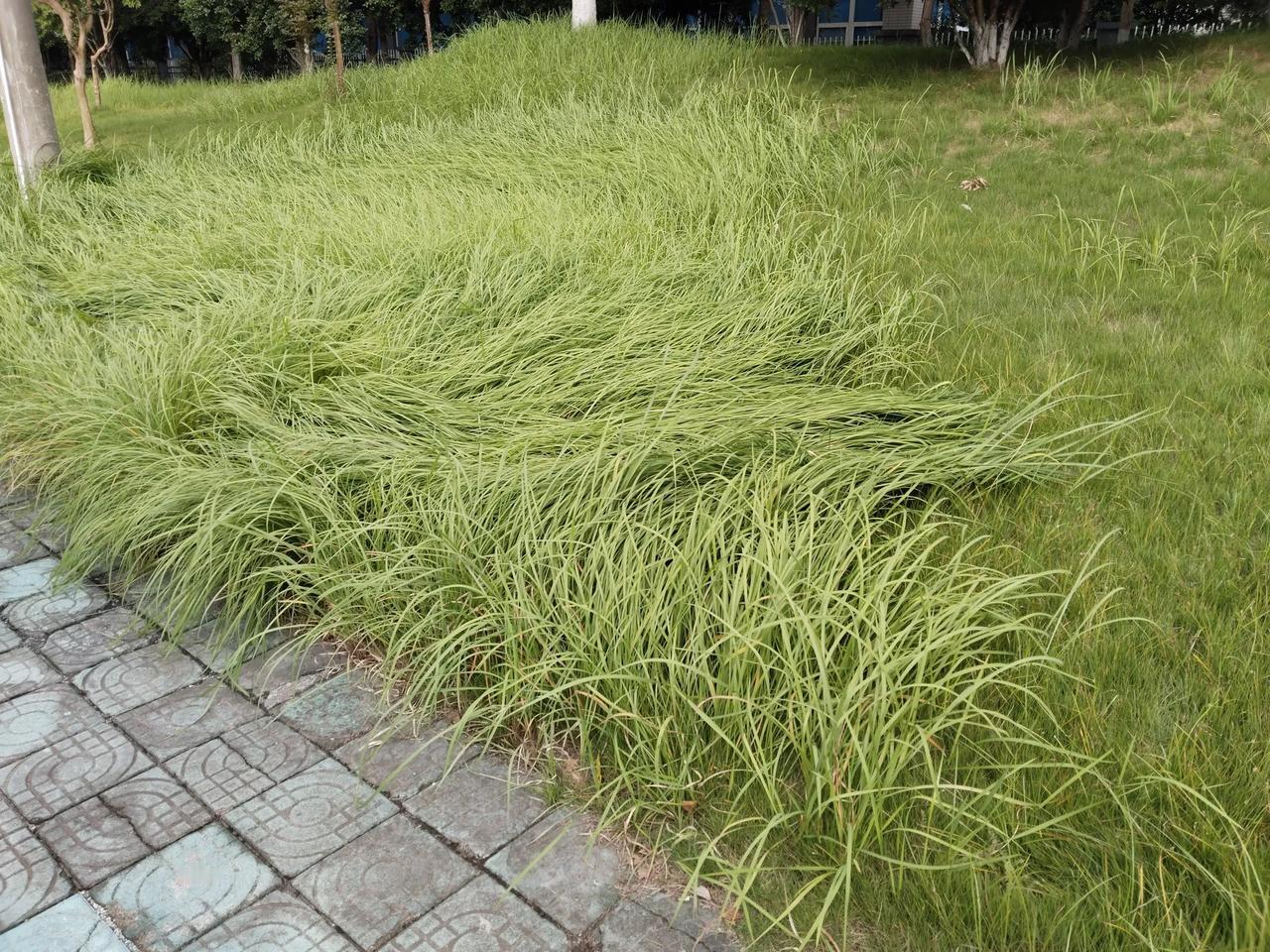 今天休息，出厂门沿围垦街逛逛，看见杭州公路边的绿化带，茅草青青，茅针飘飘。

现