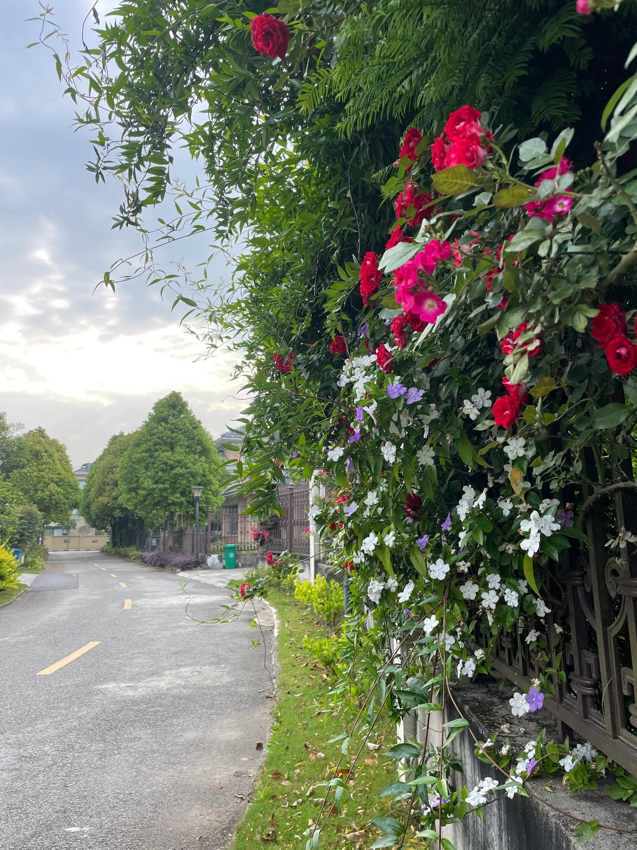 #晒一晒你随手拍的花#朱颜辞镜花辞树，花有重开日，人无再少年！