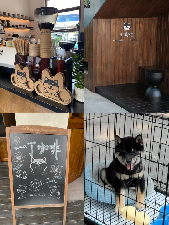 长沙宠物友好的咖啡店☕️一丁咖啡