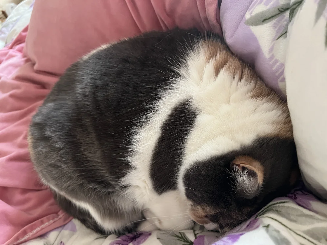 一些肥猪照片