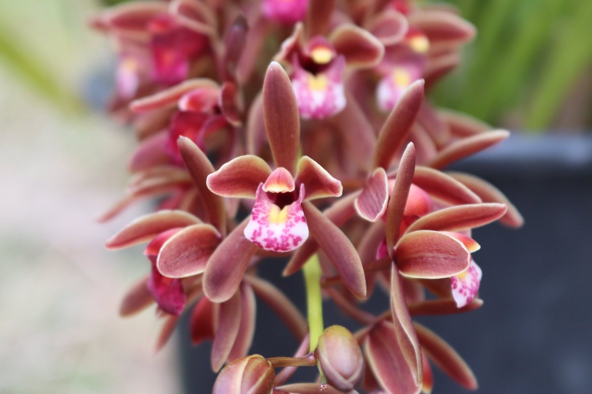 多花兰（Cymbidium floribundum 金棱边）日语キンリョウヘン（