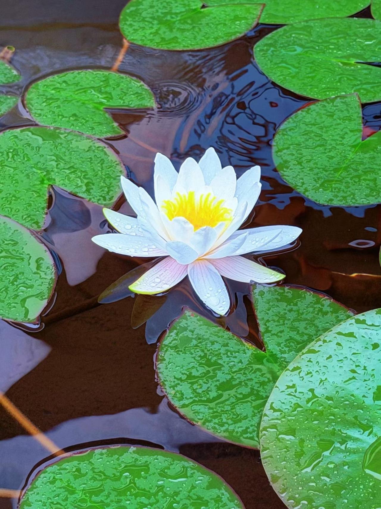 北大校长胡适令人醍醐灌顶的话：
“聪明的人，看到历史就会觉醒；善良的人，看到真相